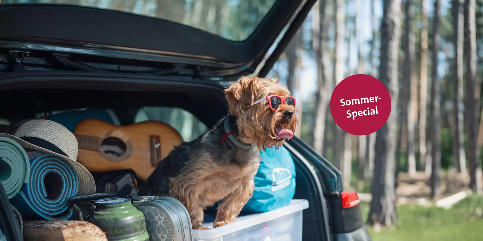 kleiner-hund-mit-sonnenbrille-sitzt-im-vollbepackten-offenen-kofferraum